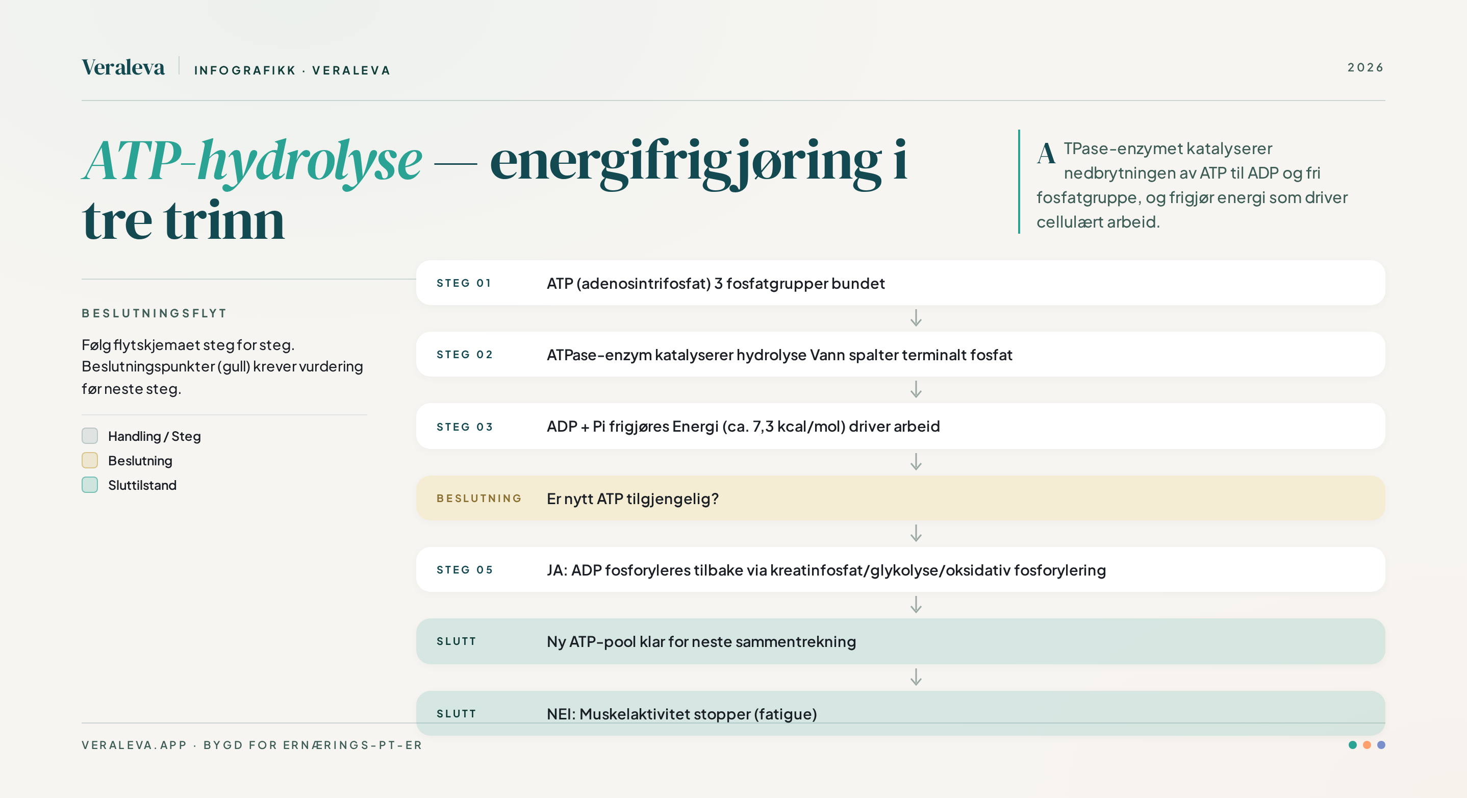ATP-hydrolyse i 3 trinn — ATP brytes ned av ATPase-enzymet til ADP og fri fosfatgruppe (Pi), energi frigjøres som driver cellulært arbeid. ADP må deretter fosforyleres tilbake til ATP før neste sammentrekning