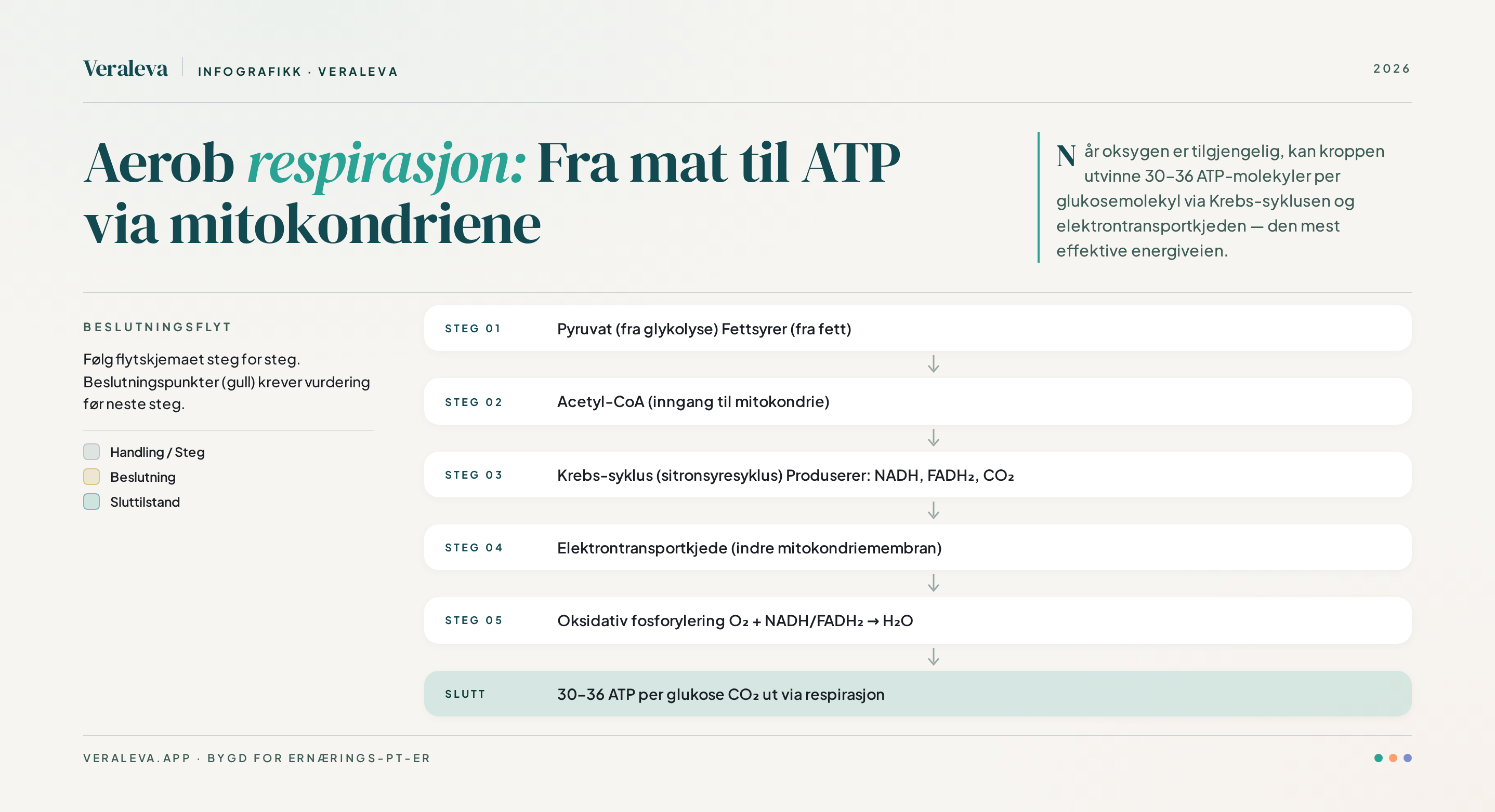 Krebs-syklusen og elektrontransportkjeden i mitokondriene — acetyl-CoA fra pyruvat og fettsyrer driver syklusen, som produserer store mengder ATP via oksidativ fosforylering, samt CO₂ som du puster ut