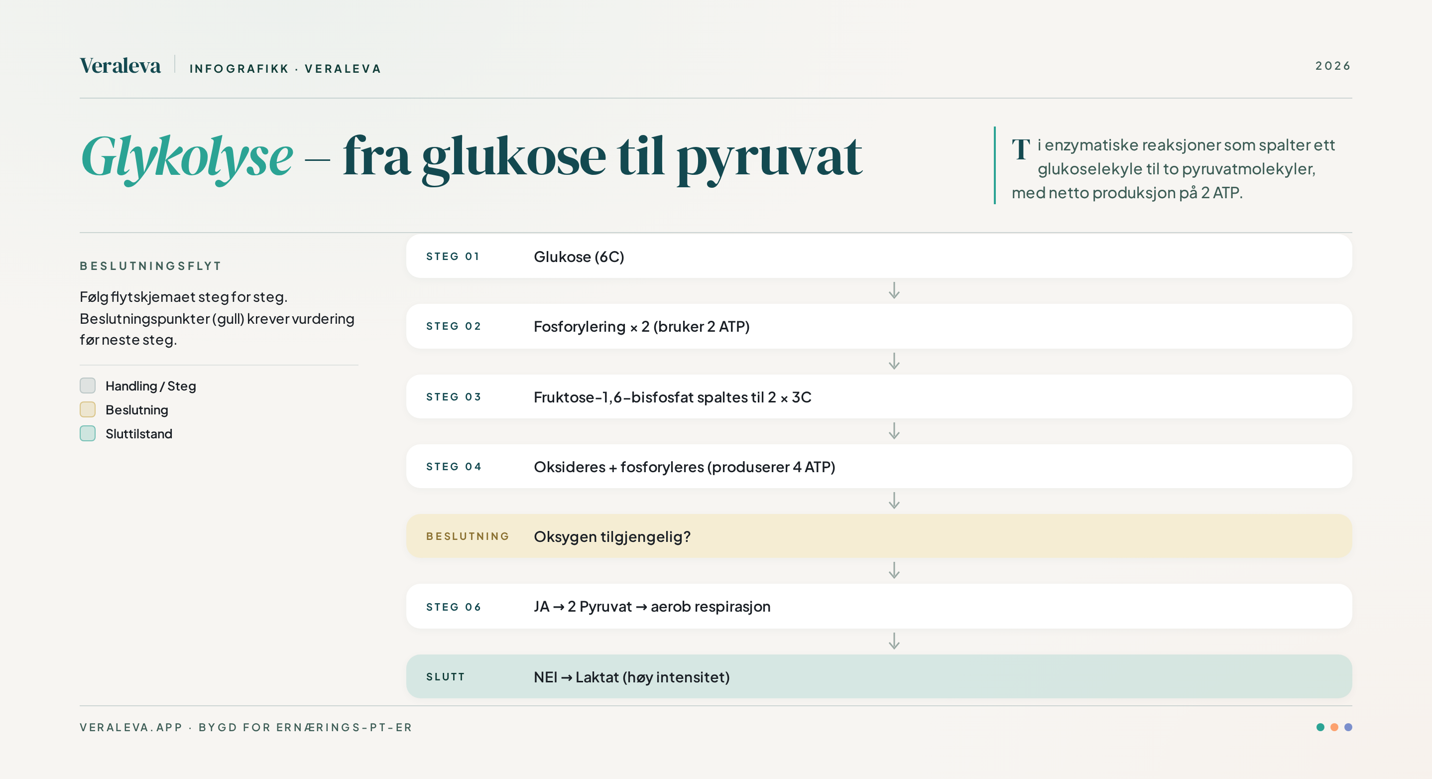 Hovedtrinnene i glykolyse — fra glukose via fosforylering og spalting til pyruvat, med netto ATP-produksjon. Sluttproduktet pyruvat går enten inn i aerob respirasjon eller omdannes til laktat ved høy intensitet